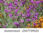 Vernonia crinita. Violet flower in the garden.