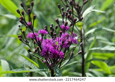 Vernonia gigantea is a perennial plant from North America