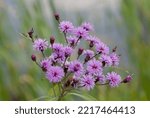 Vernonia noveboracensis means New York Ironweed