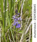 Veronica anagalis-aquatica (Blue Water Speedwell) flowering in a bog on the Isle of Lewis, Scotland in summer