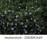 Veronica filiformis close up
tiny kight blue flowers