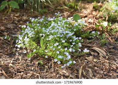 Veronica Filiformis: Perennial Groundcover Plants Bloom In The Garden In Spring