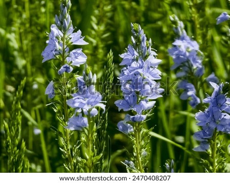 Veronica germandera, Veronica prostrata, growing in spring in a meadow, sunny day, natural environment.