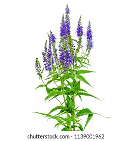 466 Veronica Officinalis Images, Stock Photos & Vectors | Shutterstock