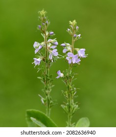 Veronica Officinalis is an important medicinal plant. - Shutterstock ID 2082636940