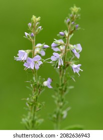 Veronica Officinalis is an important medicinal plant. - Shutterstock ID 2082636943