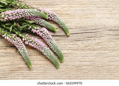 Veronica Flower 图片 库存照片和矢量图 Shutterstock