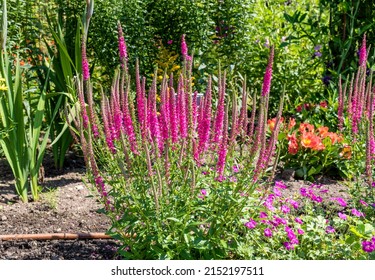 Veronica spicata 'Rotfuchs' Red Fox in the garden - Shutterstock ID 2152197511
