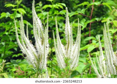 Veronicastrum virginicum (Culver's Root) Native North American Prairie Wildflower - Powered by Shutterstock