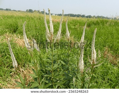 Veronicastrum virginicum (Culver's Root) Native North American Prairie Wildflower