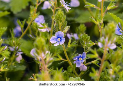 88 Veronika flower Images, Stock Photos & Vectors | Shutterstock