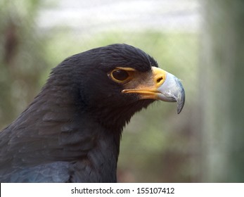 Verreaux's Eagle