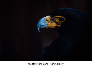 Verreauxs Eagle Is A Large African Bird Of Prey Also Called Black Eagle. Mass 4.2kg