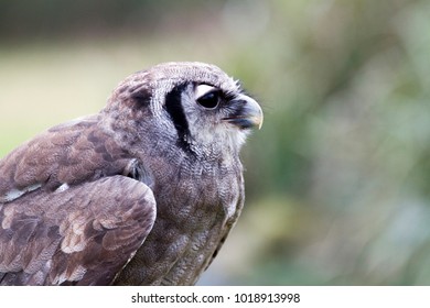 Verreaux's Eagle Owl