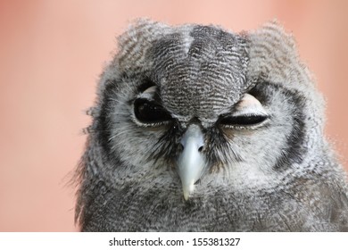 Verreaux's Eagle Owl