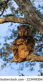 A Verreaux's Eagle Owl In A Tree