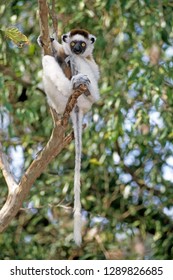 Verreaux's Sifaka Endemic Of Madgascar