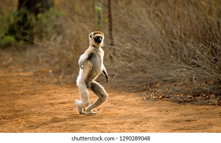 Verreaux's Sifaka Endemic Of Madgascar