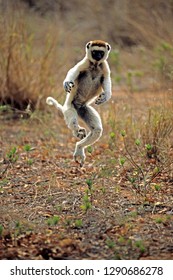 Verreaux's Sifaka Endemic Of Madgascar