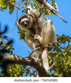 Verreauxs Sifaka Lemur