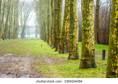 Versailles During Winter