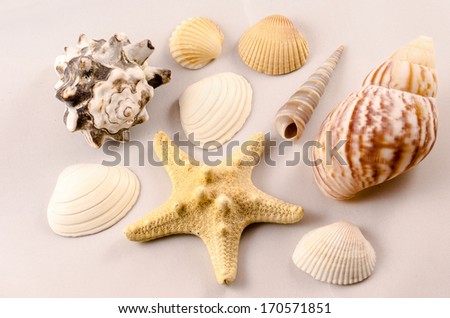 Verschiedene Muscheln auf grauem Hintergrund, Different mussels at a grey backround