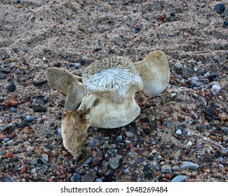 Vertebra Of A Narwhal Washed Up On The Beach At Pond Inlet, Nunavut, Canada