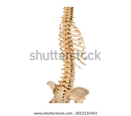 Vertebral Column Complete Vertebral Column Sta Isolated On White Background