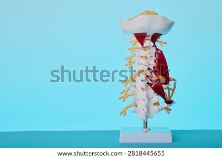Vertebral column segment anatomical model close-up. Neurology exam of spinal nerve roots compression.