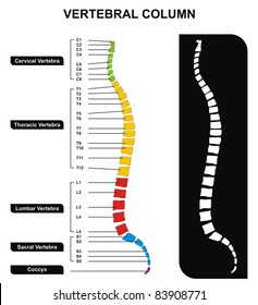 Vertebral Column (Spine) Diagram including Vertebra Groups ( Cervical, Thoracic, Lumbar, Sacral ) - Useful For Medical Education and Clinics