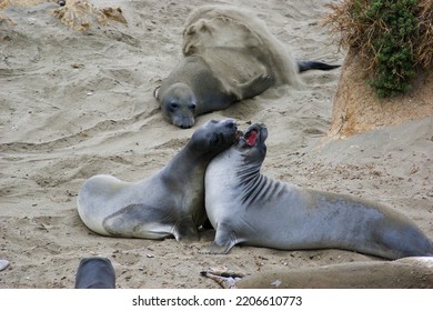 Vertebrate Mammal Terrestrial Animal Beach Sand Comfort