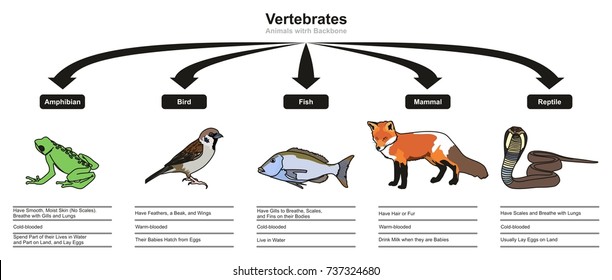 Vertebrate Animal Images, Stock Photos & Vectors | Shutterstock