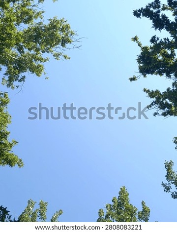 Vertical 4:5 composition featuring a clear blue sky framed by surrounding trees with spacious copy space, suitable for posters, Pinterest and mobile advertising.