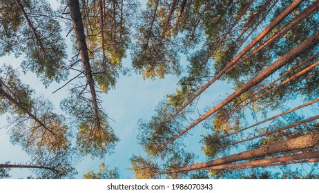 Vertical 4K Beautiful Shadows From Pines Trees In Motion On Autumn Woods. Forest. Sunset Sunlight Shining Through Pine Greenwoods Woods Landscape. Time-Lapse Time Lapse.