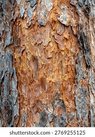 Vertical abstract texture of a pine tree trunk with damaged scaly bark. Copy space.