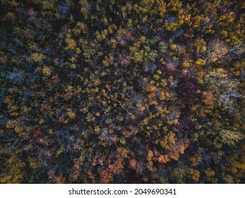 Vertical Aerial View Of North American Autumn Forest.