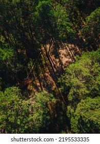 Vertical Aerial View On Forest Path, Green Forest Trees In Summer Time. Forest View 