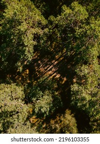 Vertical Aerial View On Forest Path, Green Forest Trees In Summer Time. Forest View 