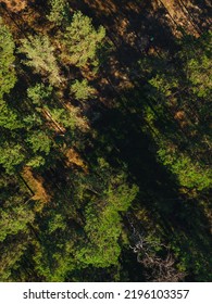 Vertical Aerial View On Forest Path, Green Forest Trees In Summer Time. Forest View 