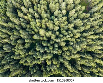 Vertical Aerial View Of Spruce And Fir Forest (trees) And Meadow, Slovenia.