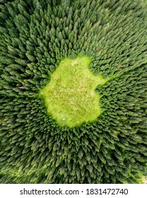 Vertical Aerial View Of Spruce And Fir Forest (trees) Lake And Meadow, Pokljuka, Slovenia.