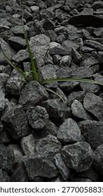 Vertical Aesthetic Nature Study: The Parable of the Sower on Rocky Ground