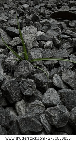 Vertical Aesthetic Nature Study: The Parable of the Sower on Rocky Ground
