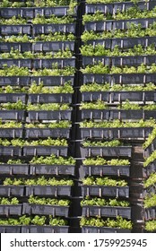 Vertical Agriculture And Farming In Pattaya, Chon Buri Province, Thailand, Asia 