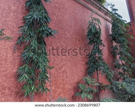 Vertical Ashoka Plant Foliage Against a coral Wall