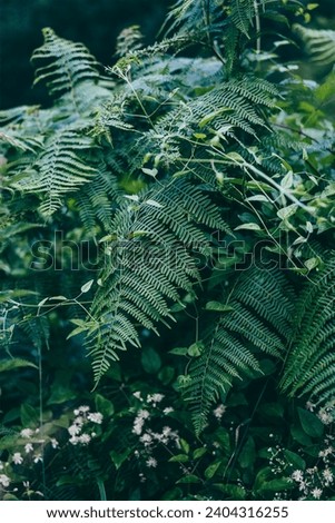 Vertical background of green leaves of ferns, other plants and white flowers. Texture of leaves. Concept of nature and forest
