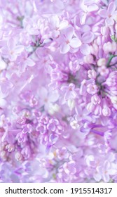 Flower Screen Saver Hd Stock Images Shutterstock
