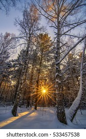 Vertical background with winter forest and sun behind trees