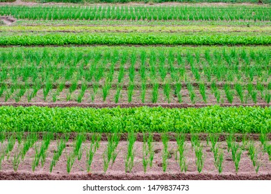 Vertical Beds Of Green Onions In The Near, Middle And Far Background Of The Field. And Between Them Grows In Rows Other Vegetation