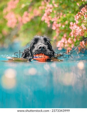 A vertical of a black English Cocker Spaniel holding a ball in its mouth swimming in a pool in Vaucluse, Australia